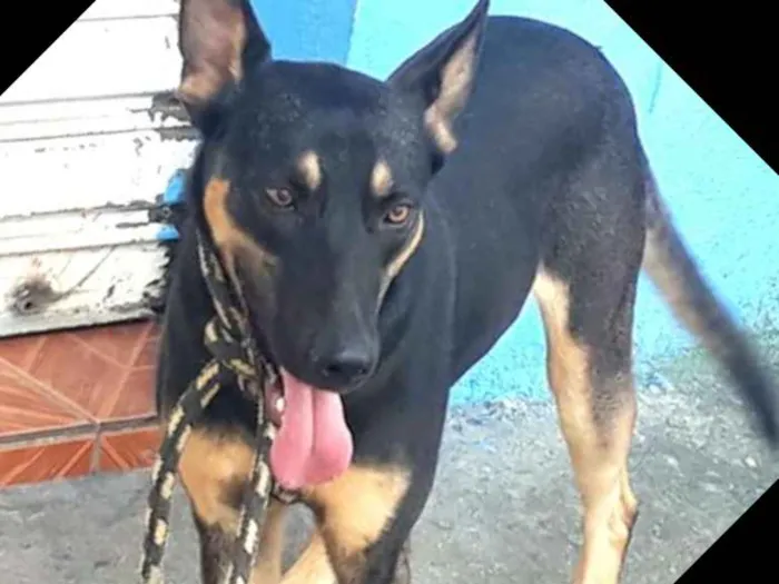 Cachorro ra a  idade 7 a 11 meses nome Ted