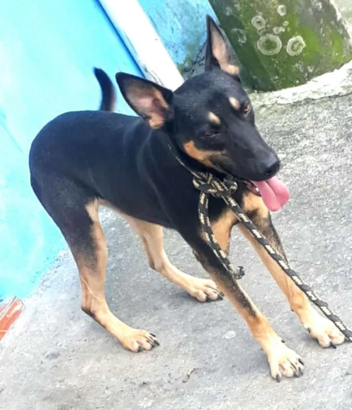 Cachorro ra a  idade 7 a 11 meses nome Ted