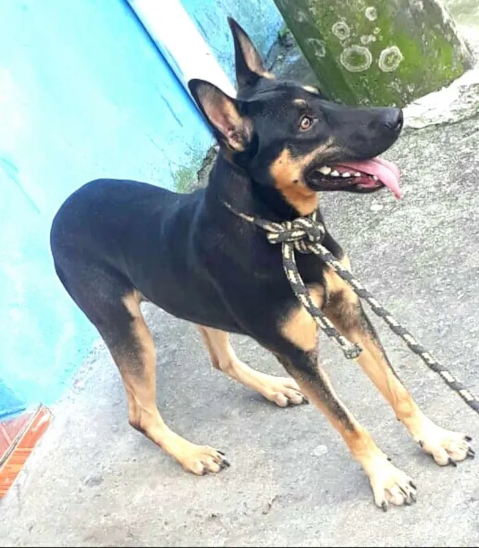 Cachorro ra a  idade 7 a 11 meses nome Ted