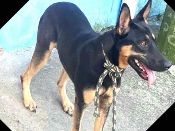 Cachorro ra a  idade 7 a 11 meses nome Ted