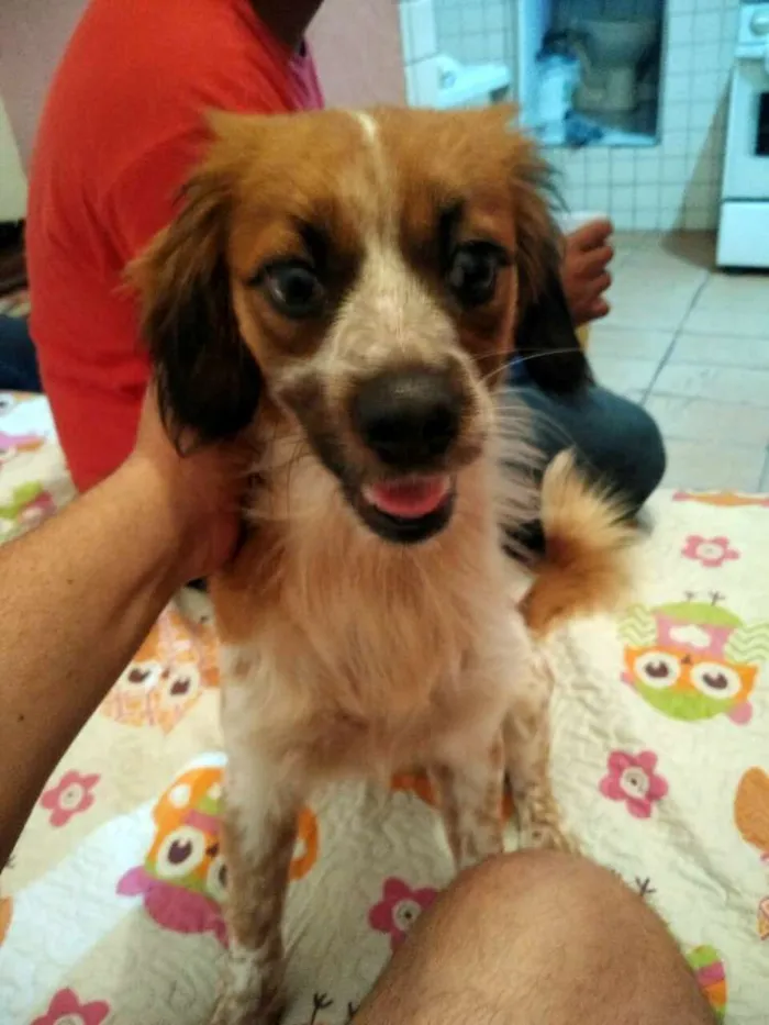 Cachorro ra a  idade 7 a 11 meses nome Melany 