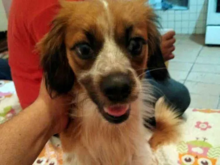 Cachorro ra a  idade 7 a 11 meses nome Melany 