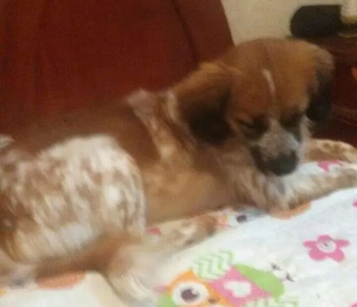 Cachorro ra a  idade 7 a 11 meses nome Melany 