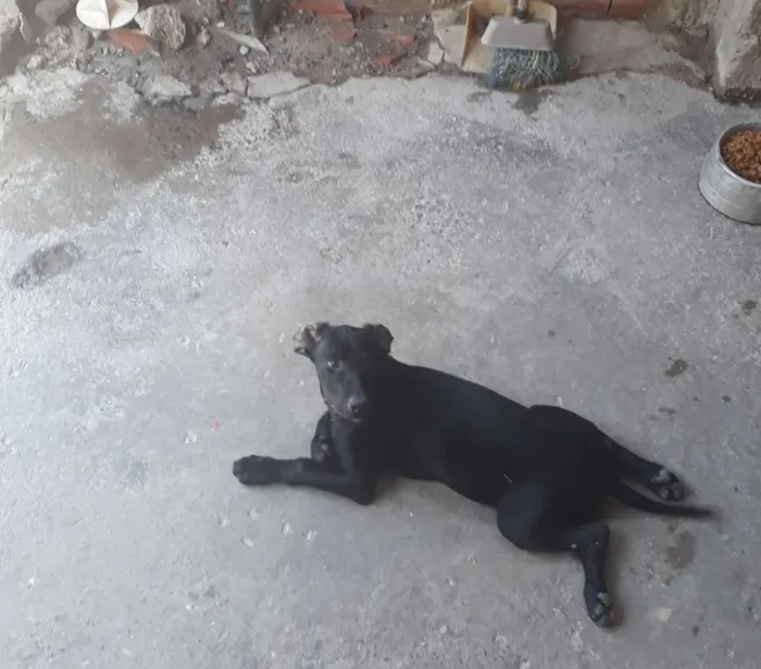 Cachorro ra a RSD idade 2 a 6 meses nome Dick e Safira amarel