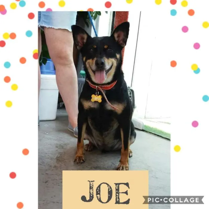 Cachorro ra a SRD idade 3 anos nome JOE!!!