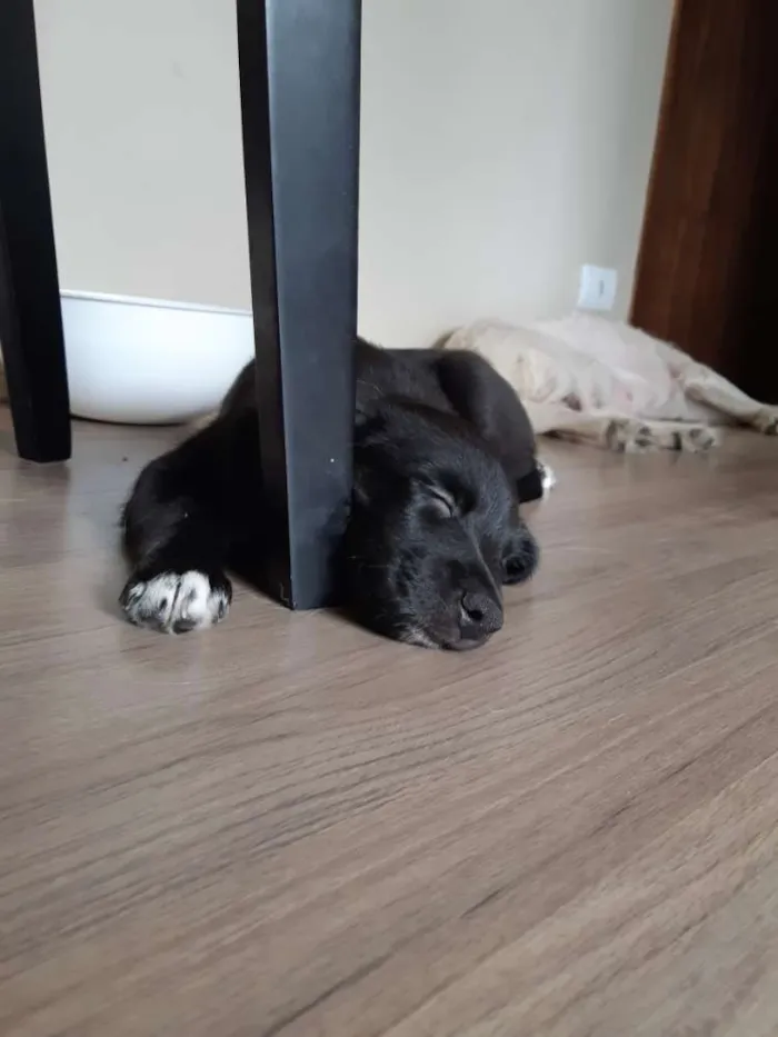 Cachorro ra a Vira Latas - PORTE GRANDE idade Abaixo de 2 meses nome Luvinha