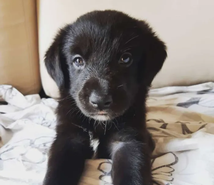 Cachorro ra a Vira Latas - PORTE GRANDE idade Abaixo de 2 meses nome Luvinha