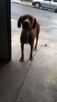 Tobias 