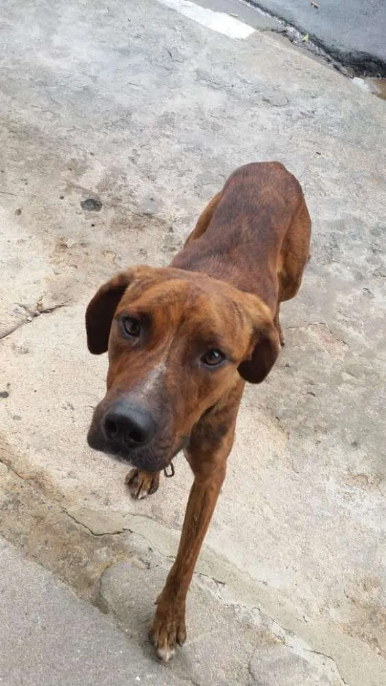 Cachorro ra a Vira lata idade 1 ano nome Tobias 