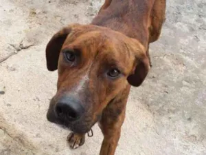 Cachorro raça Vira lata idade 1 ano nome Tobias 