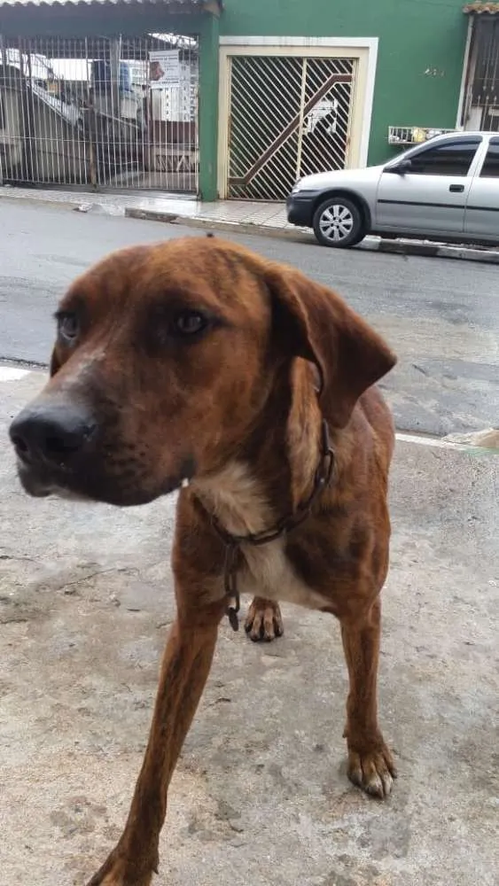 Cachorro ra a Vira lata idade 1 ano nome Tobias 