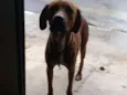 Tobias 