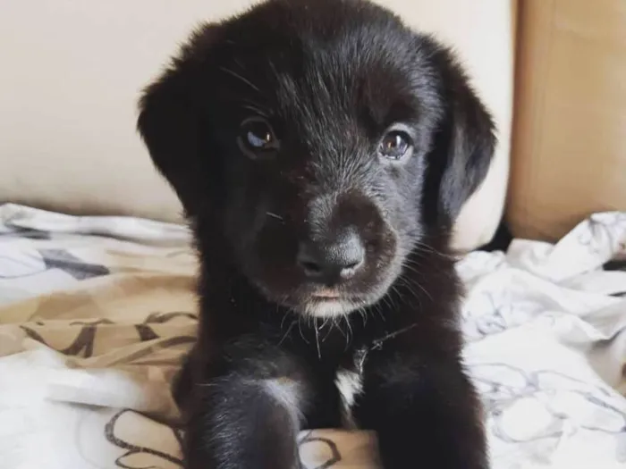 Cachorro ra a Vira Latas - PORTE GRANDE idade Abaixo de 2 meses nome Luvinha