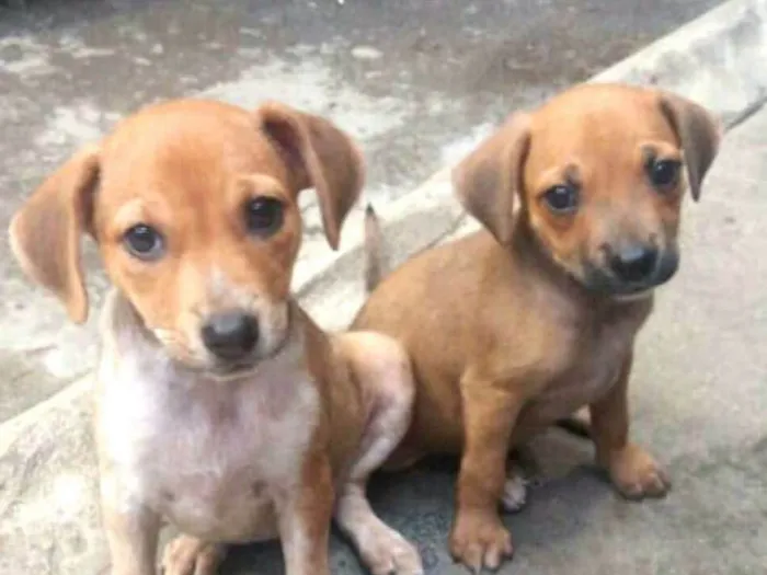 Cachorro ra a  idade 2 a 6 meses nome Filhotes Sueli