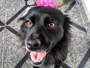 Cachorro raça  idade 2 anos nome Brisa 