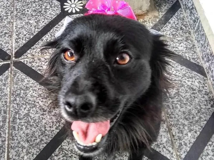 Cachorro ra a  idade 2 anos nome Brisa 
