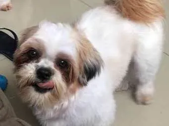 Cachorro ra a Lhasa Apso idade 2 anos nome Julie e Ralph