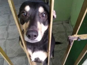 Cachorro raça Vira-Lata idade 3 anos nome Lila