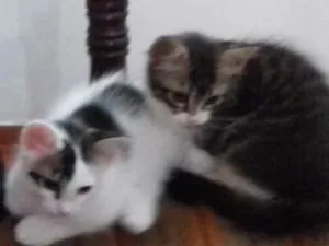 Gato raça Srd idade 2 a 6 meses nome Sem nome