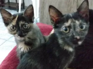 Gato raça Srd idade Abaixo de 2 meses nome Sem nome