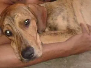 Cachorro raça Fila idade 4 anos nome Thor 