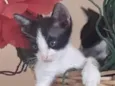 Seis gatinhos