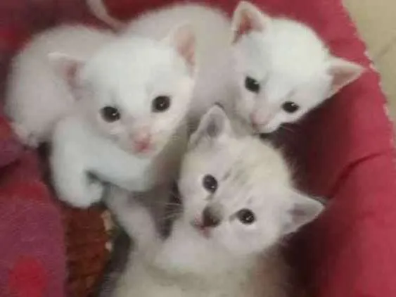 Gato ra a Não sei  idade 2 a 6 meses nome Não tem ainda 