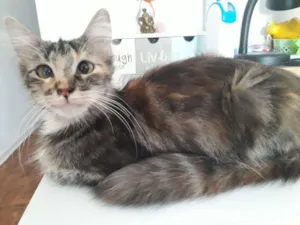 Gato raça SRD idade 1 ano nome Mandala
