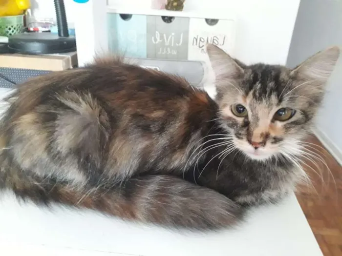 Gato ra a SRD idade 1 ano nome Mandala
