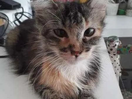 Gato ra a SRD idade 1 ano nome Mandala