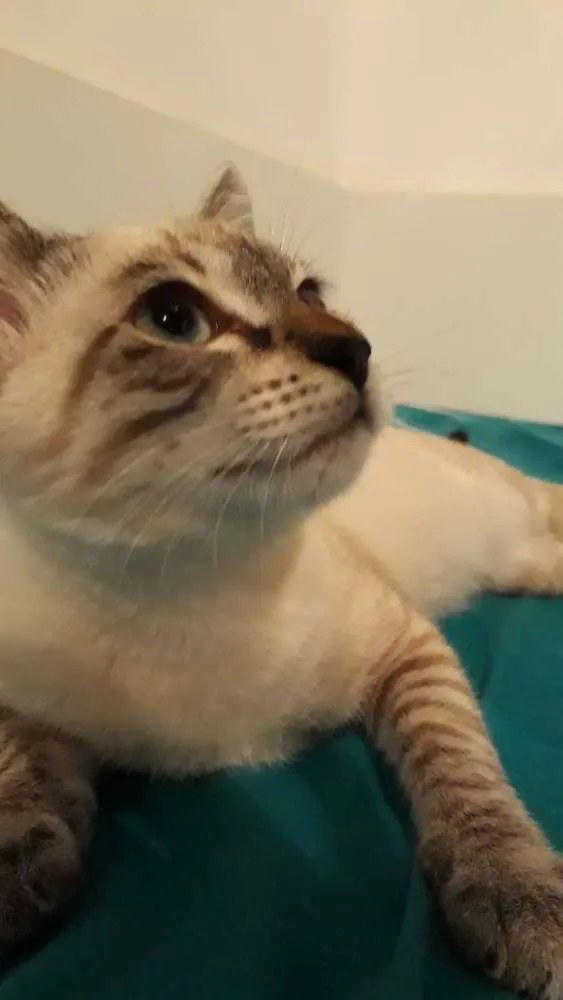 Gato ra a Srd idade 2 a 6 meses nome Maria Clara