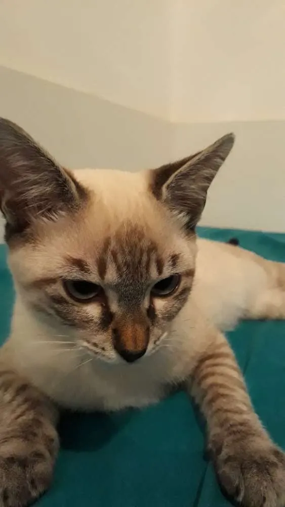Gato ra a Srd idade 2 a 6 meses nome Maria Clara