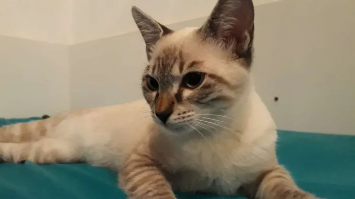 Gato ra a Srd idade 2 a 6 meses nome Maria Clara