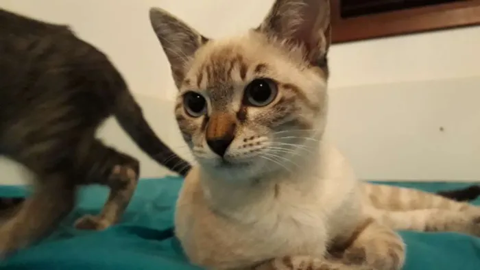 Gato ra a Srd idade 2 a 6 meses nome Maria Clara