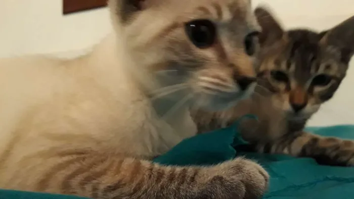 Gato ra a Srd idade 2 a 6 meses nome Maria Clara