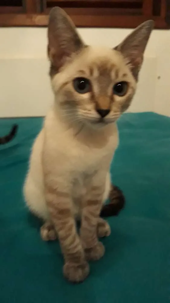 Gato ra a Srd idade 2 a 6 meses nome Maria Clara