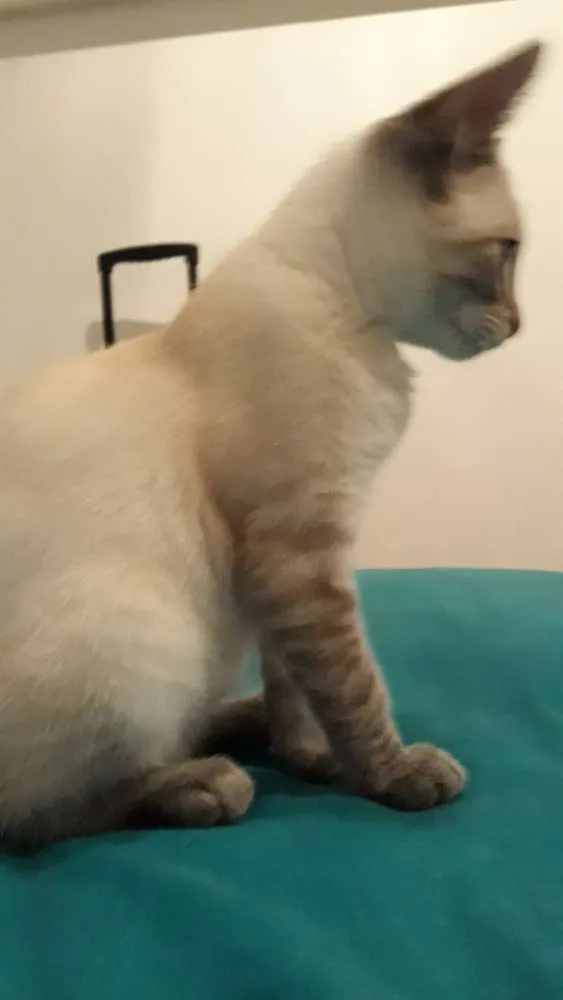 Gato ra a Srd idade 2 a 6 meses nome Maria Clara