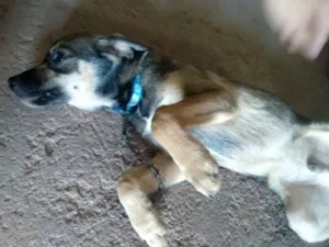 Cachorro raça Rsd idade 2 a 6 meses nome Pirata