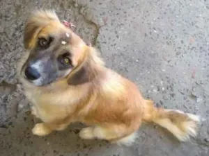 Cachorro raça  idade 7 a 11 meses nome Nina