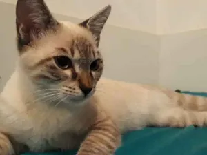 Gato raça Srd idade 2 a 6 meses nome Maria Clara