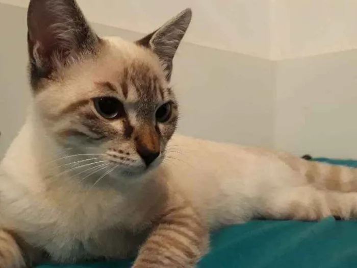 Gato ra a Srd idade 2 a 6 meses nome Maria Clara