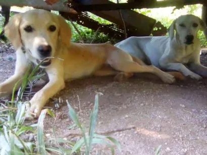 Cachorro raça SRD idade 7 a 11 meses nome Charlie e Kira