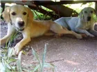 Cachorro raça SRD idade 7 a 11 meses nome Charlie e Kira