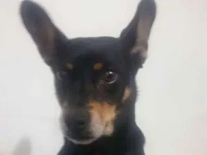 Cachorro raça SRD idade 3 anos nome JOE!!!