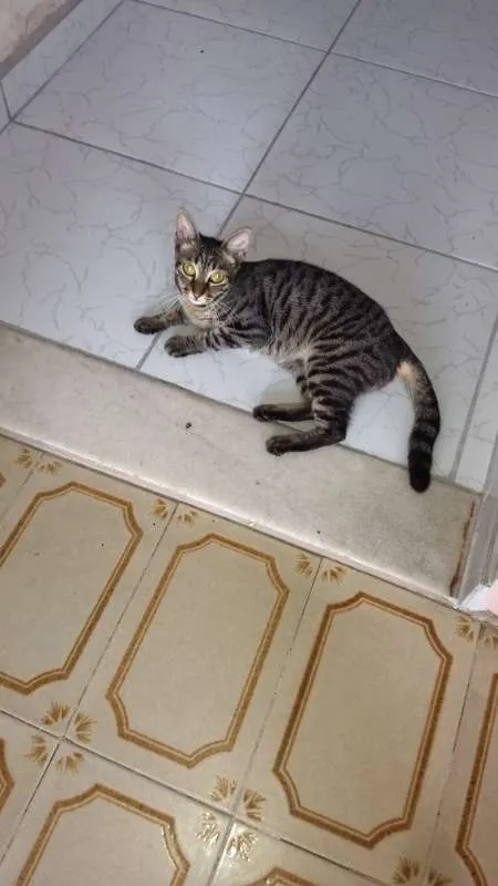 Gato ra a SRD idade 7 a 11 meses nome Menina