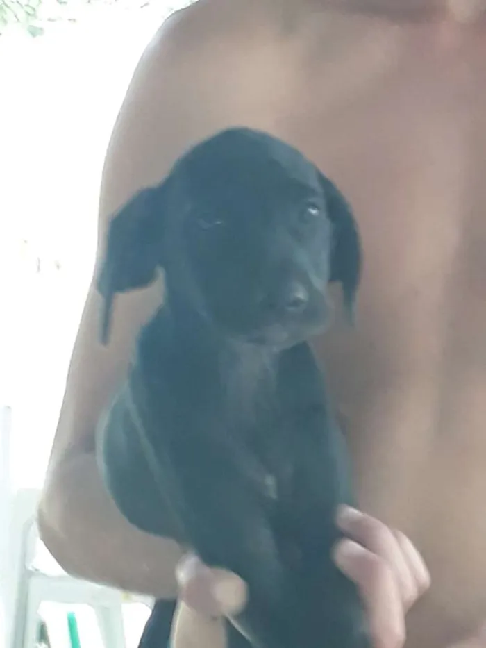 Cachorro ra a Rnd idade Abaixo de 2 meses nome Nao dei nome