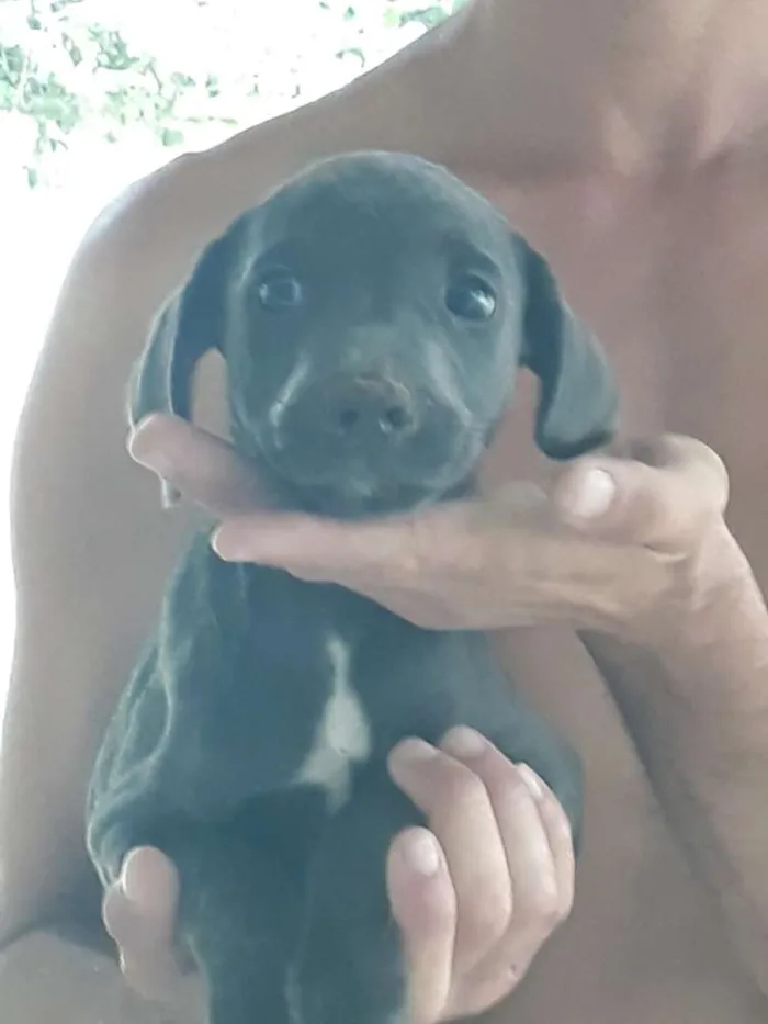 Cachorro ra a Rnd idade Abaixo de 2 meses nome Nao dei nome