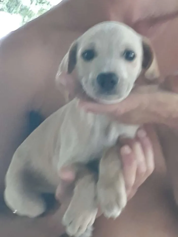 Cachorro ra a Rnd idade Abaixo de 2 meses nome Nao dei nome