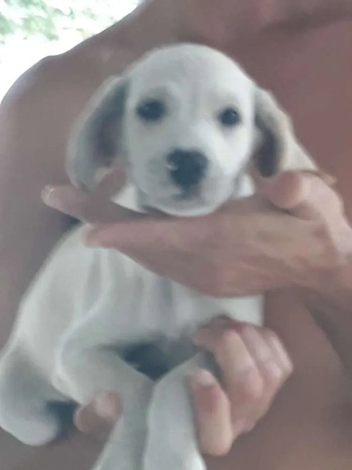 Cachorro ra a Rnd idade Abaixo de 2 meses nome Nao dei nome
