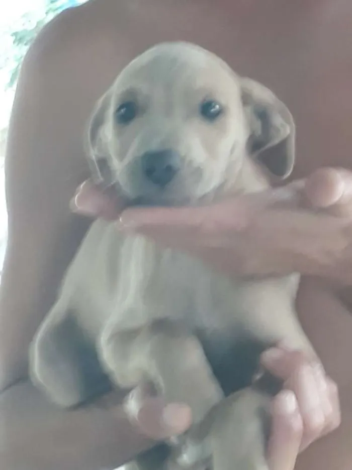 Cachorro ra a Rnd idade Abaixo de 2 meses nome Nao dei nome